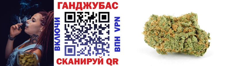 где найти   Шлиссельбург  Конопля сатива 